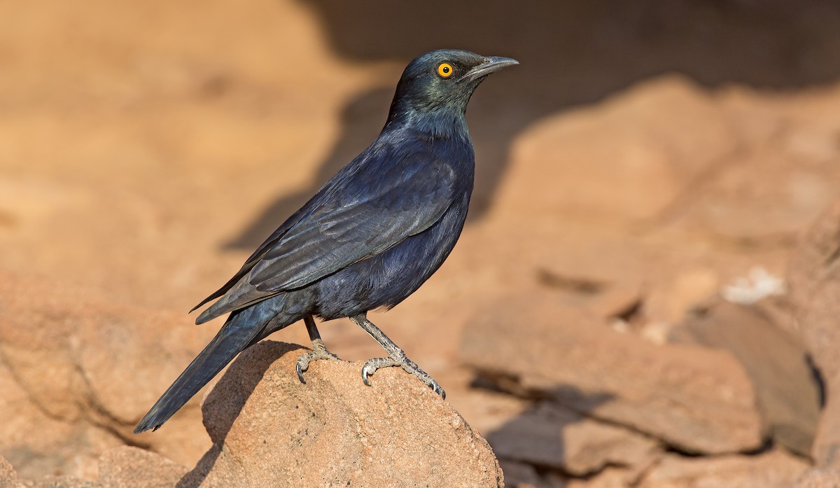 Pale-winged Starling - Marco Valentini