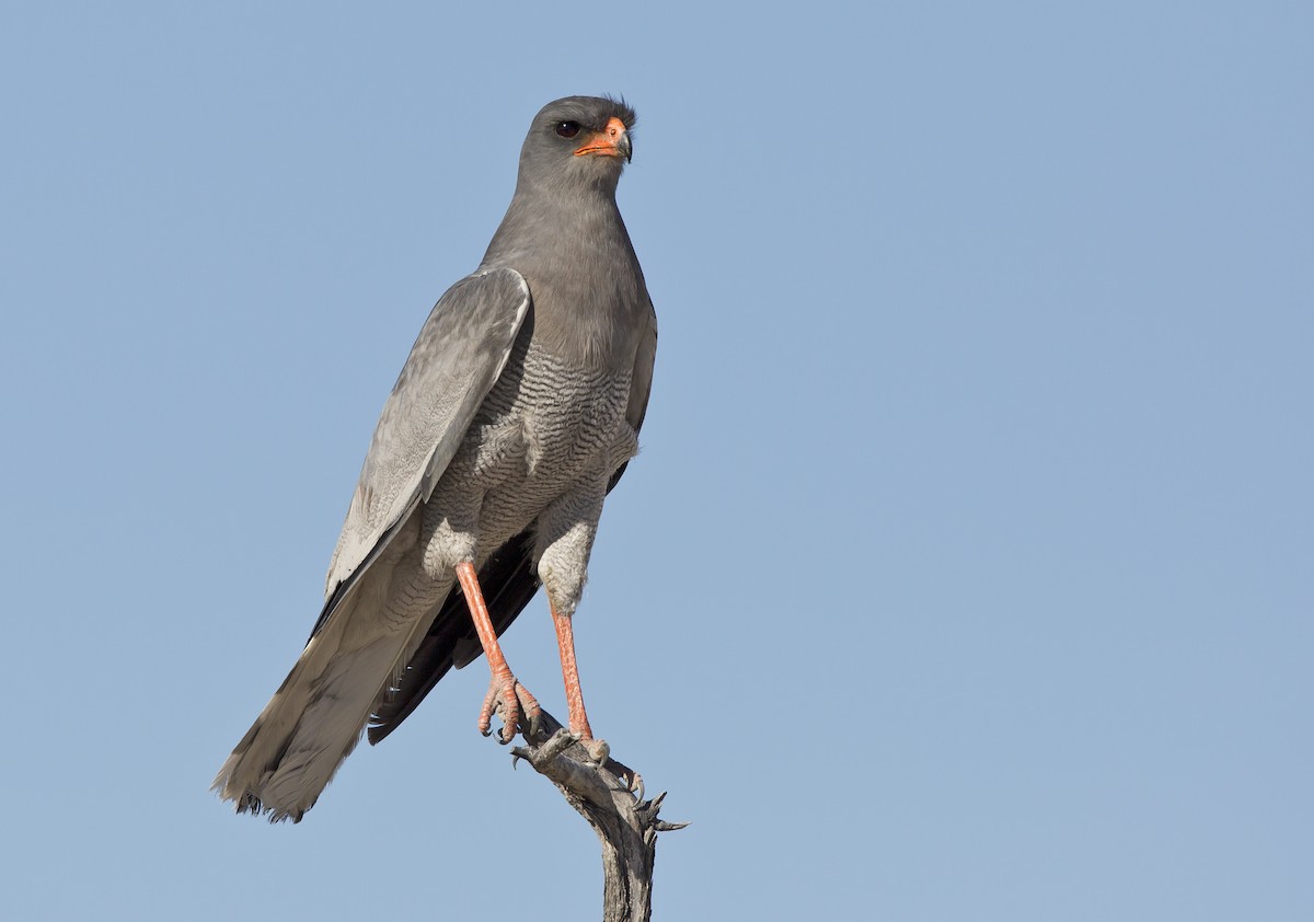 Pale Chanting-Goshawk - Marco Valentini