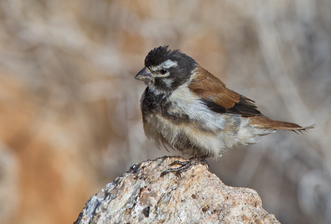 Black-headed Canary (Damara) - ML204582581