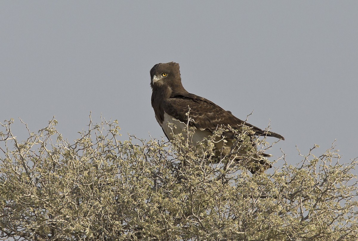 Circaète à poitrine noire - ML204582591