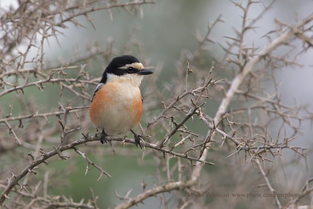 Masked Shrike - ML204582821