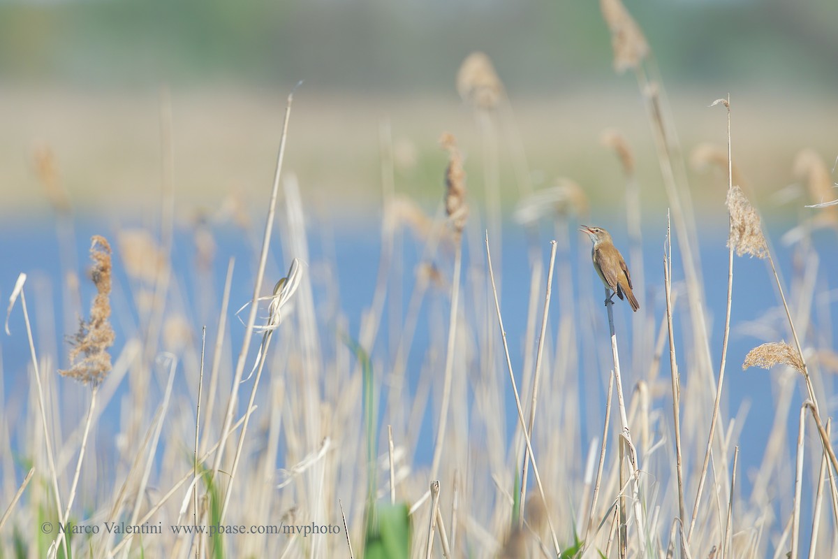 Great Reed Warbler - ML204583021