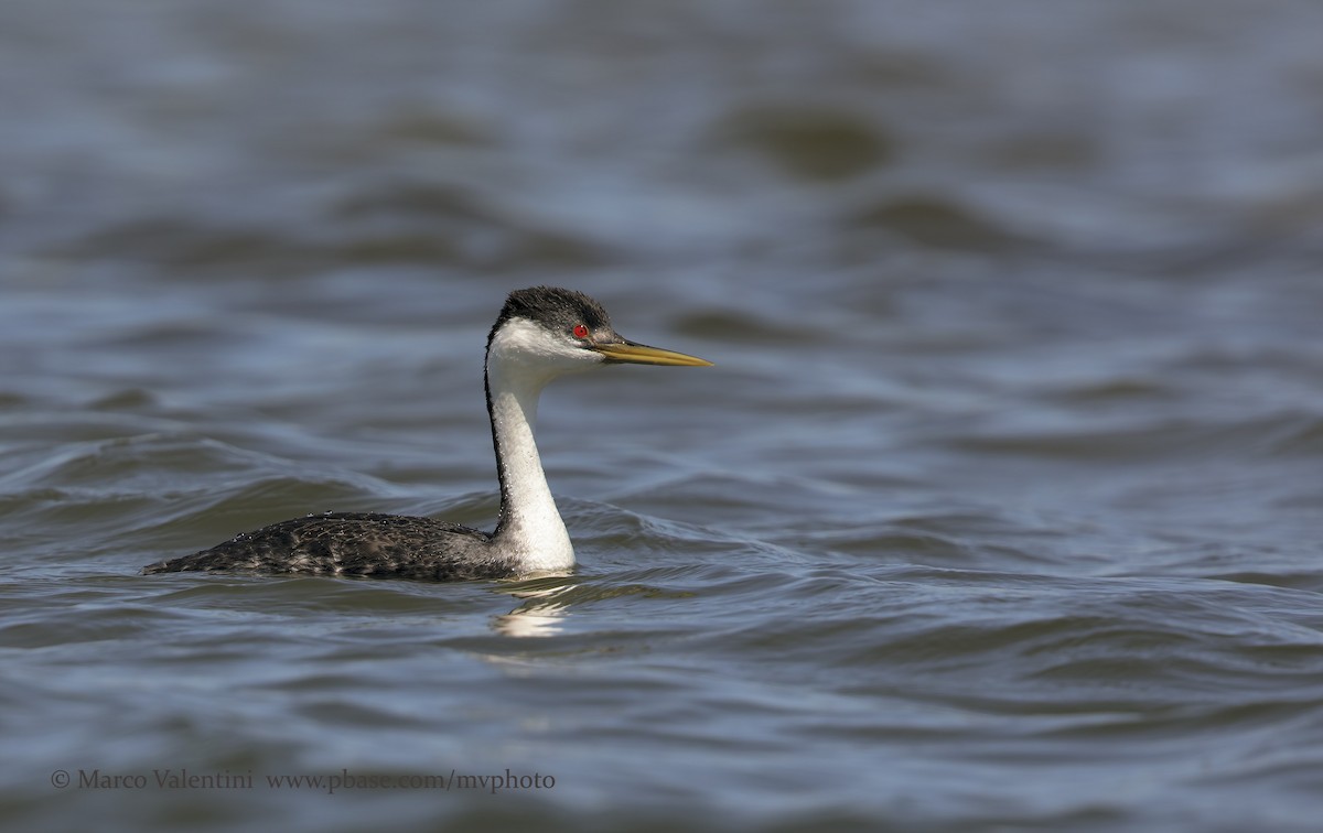 Western Grebe - ML204583081