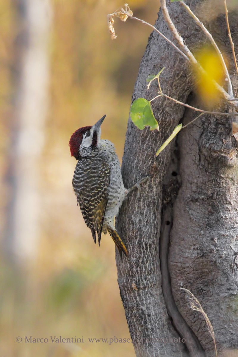 Bennett's Woodpecker (Light-spotted) - Marco Valentini