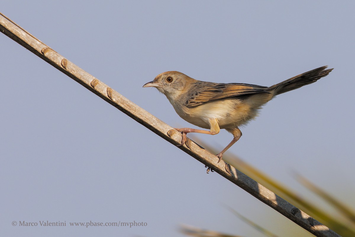 Luapula Cisticola - Marco Valentini