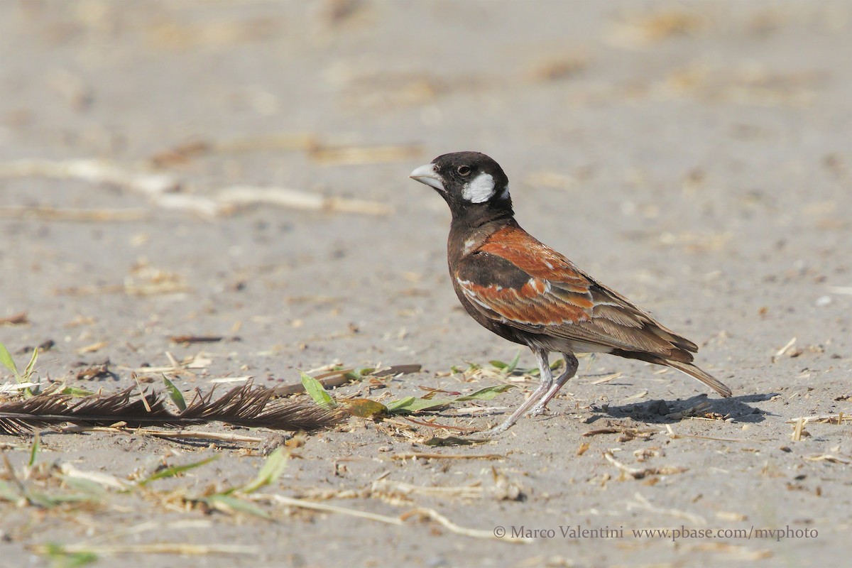 Chestnut-backed Sparrow-Lark - ML204583281