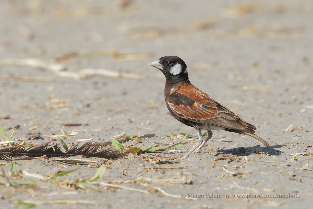 Chestnut-backed Sparrow-Lark - Marco Valentini