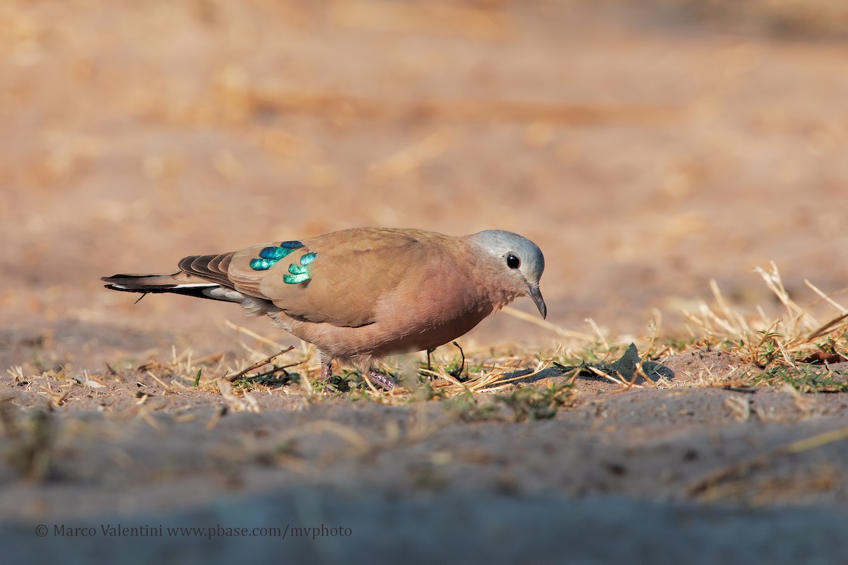 Emerald-spotted Wood-Dove - ML204583361
