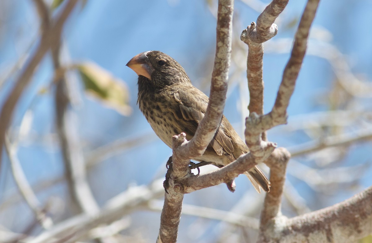 Large Ground-Finch - Ken Havard