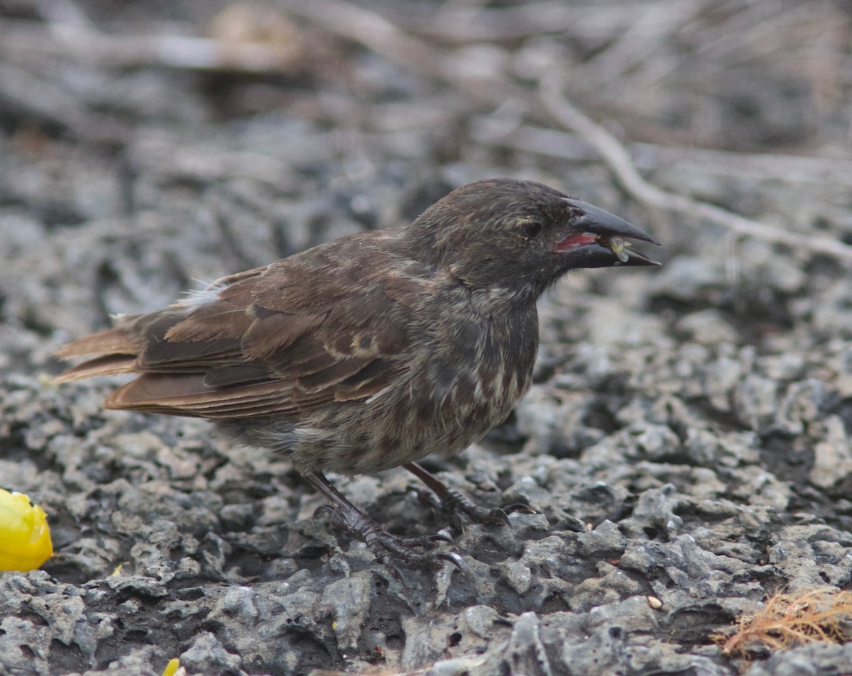 Common Cactus-Finch - ML204583521