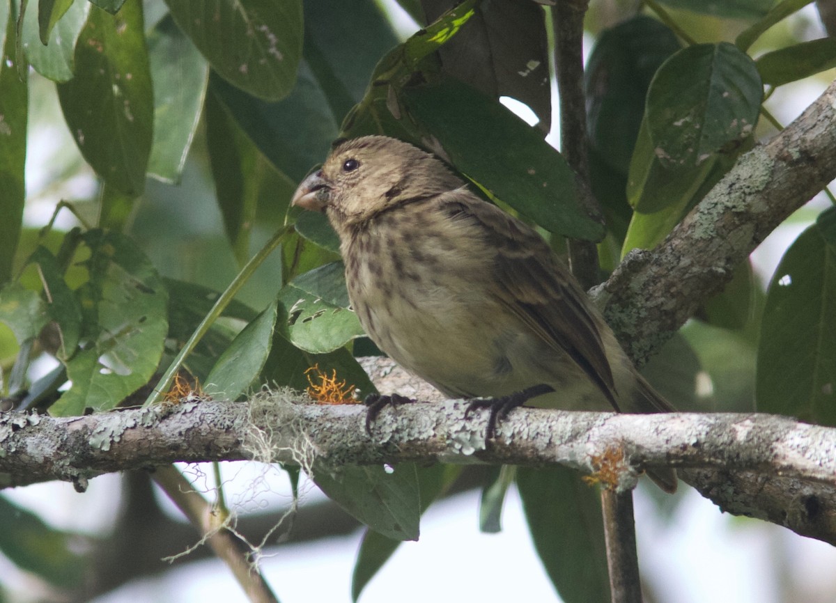 Vegetarian Finch - Ken Havard