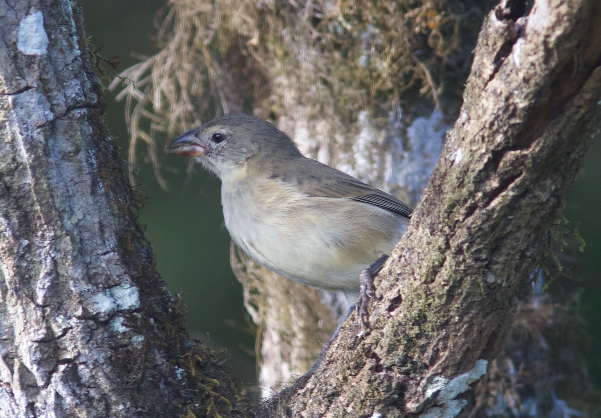 Woodpecker Finch (pallidus/productus) - Ken Havard