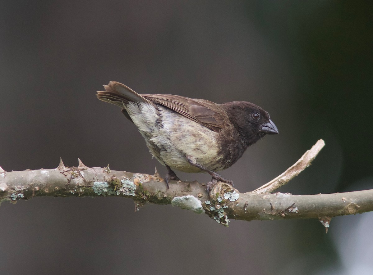 Small Tree-Finch - Ken Havard