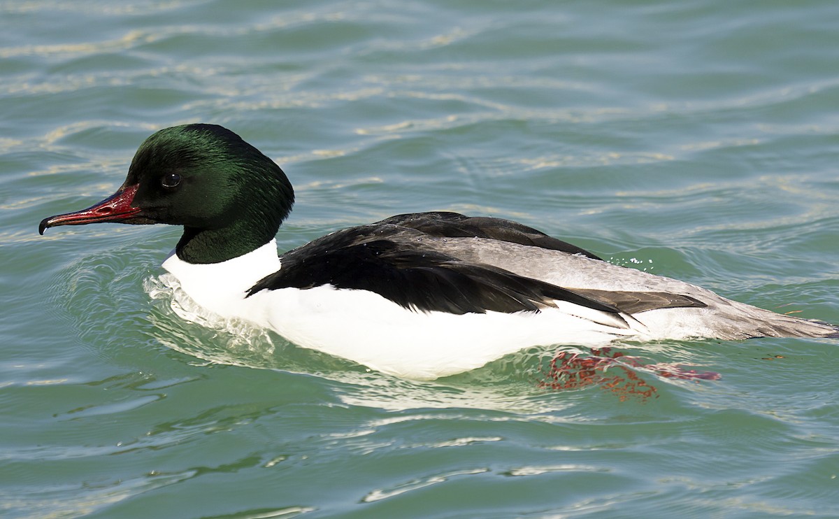 Common Merganser (Eurasian) - Marco Valentini