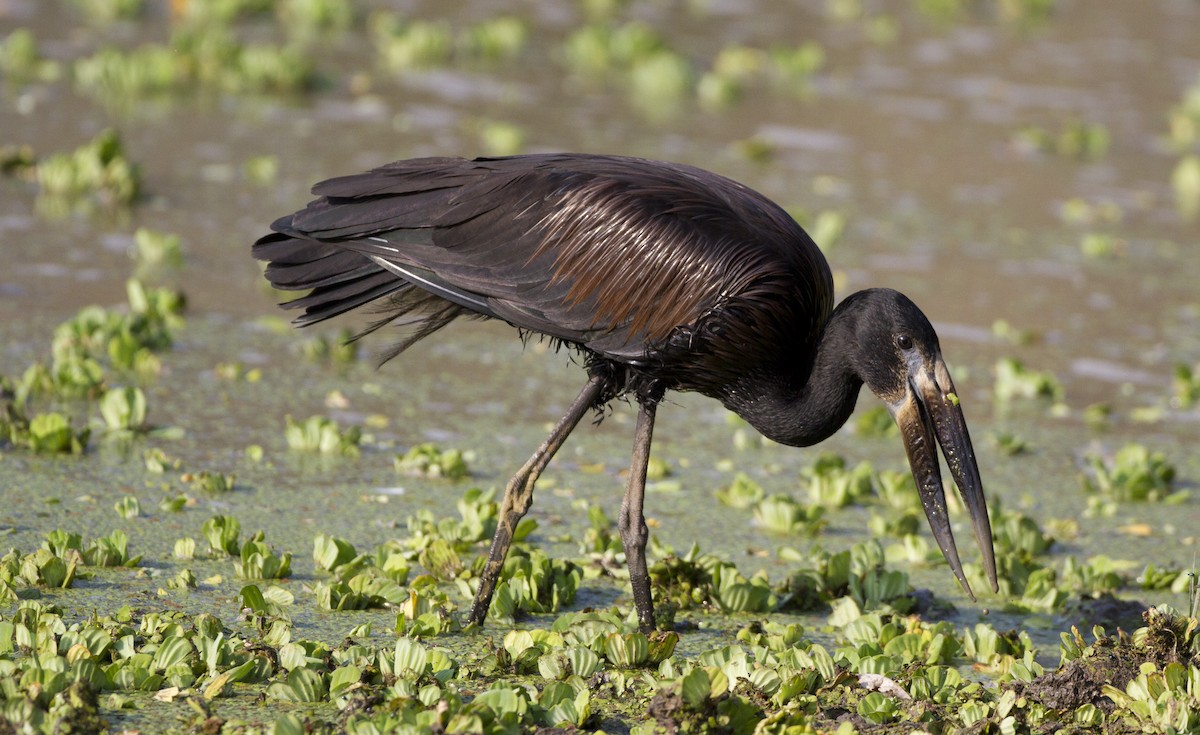 African Openbill - ML204584171