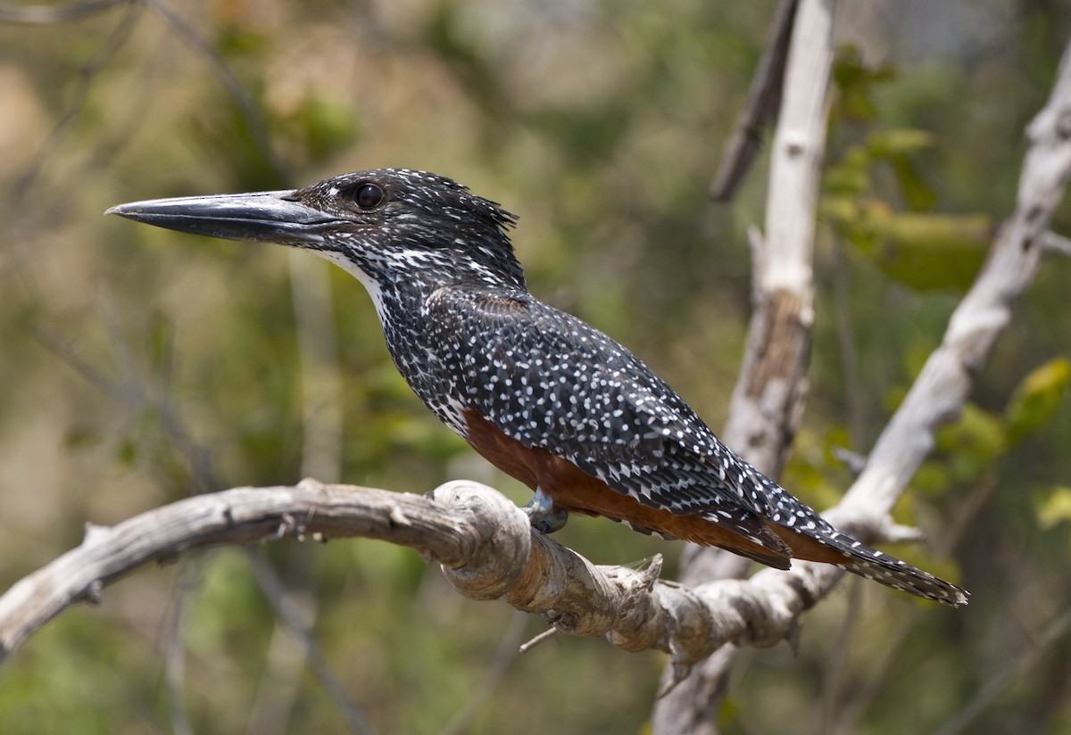 Giant Kingfisher - Marco Valentini