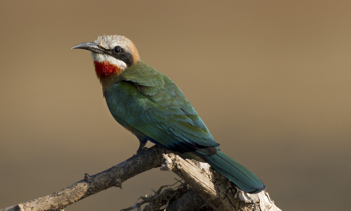 White-fronted Bee-eater - Marco Valentini