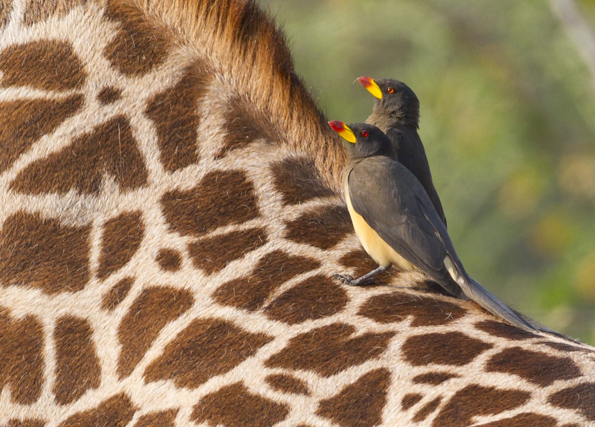 Yellow-billed Oxpecker - Marco Valentini