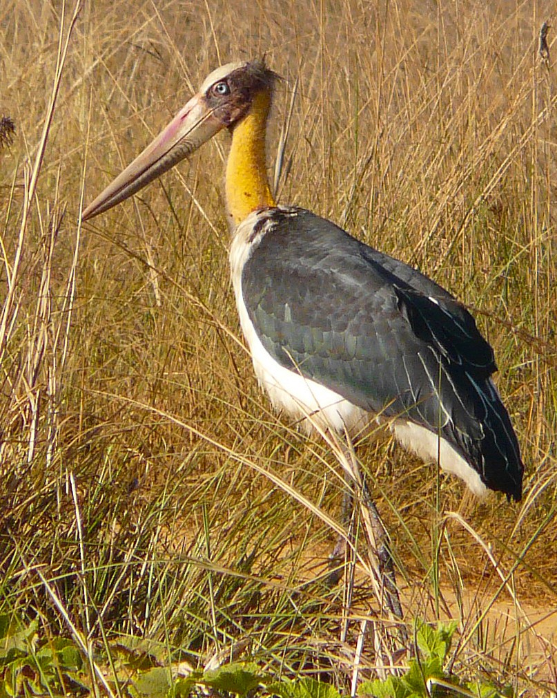 Lesser Adjutant - ML204584251