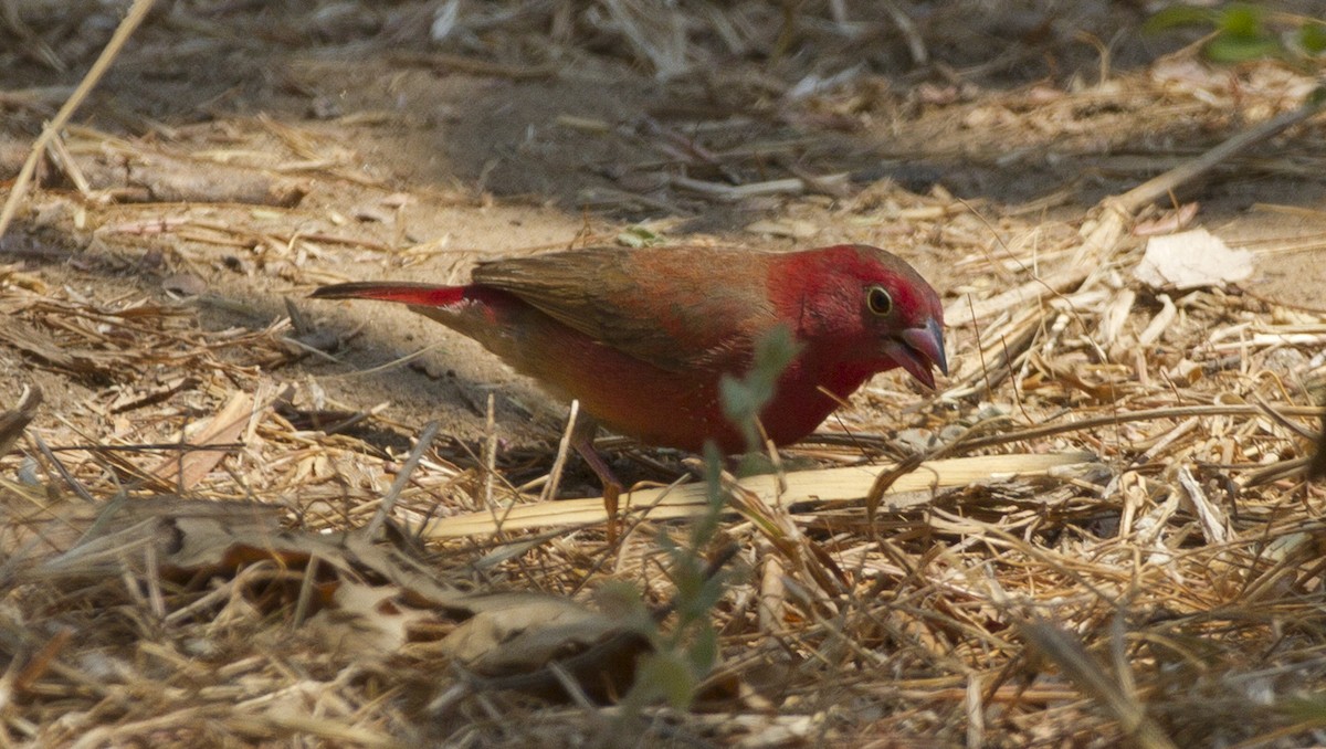 Red-billed Firefinch - ML204584311