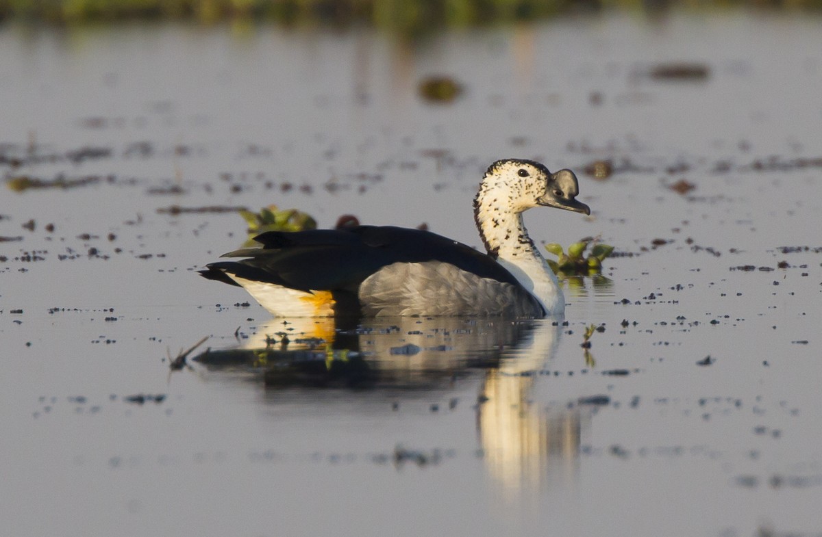 knob billed duck sarkidiornis melanotos Photos - Knob-billed Duck - Sarkidiornis melanotos