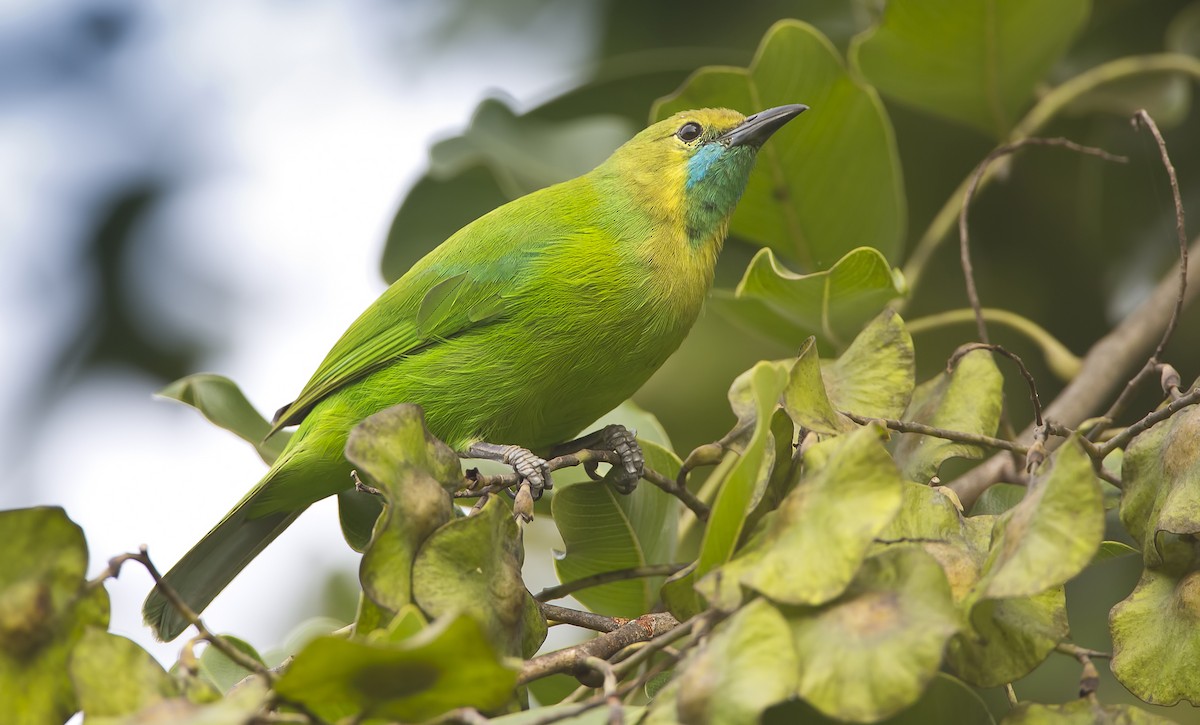 Jerdon's Leafbird - Marco Valentini