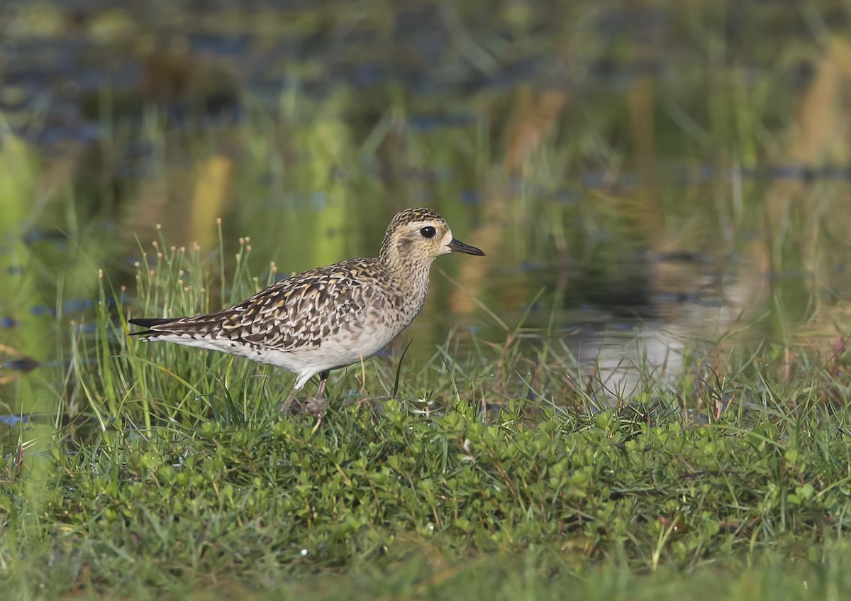 Pacific Golden-Plover - Marco Valentini