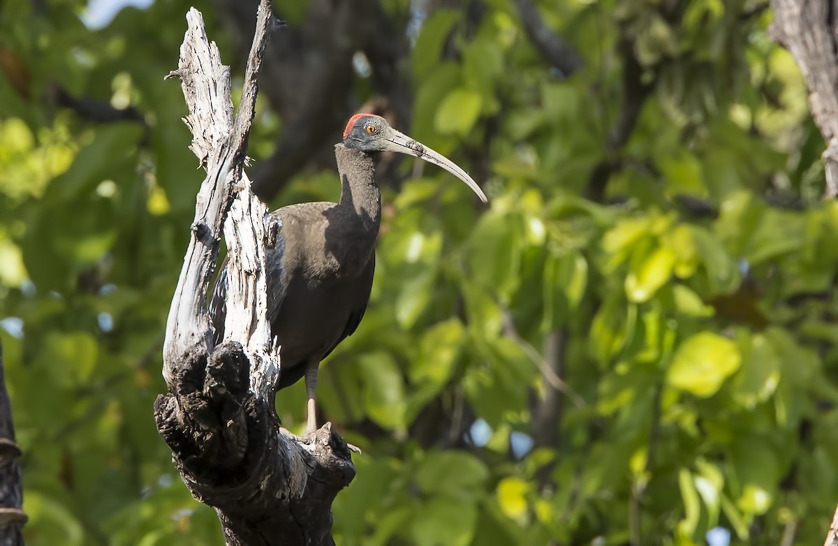 Red-naped Ibis - ML204585051