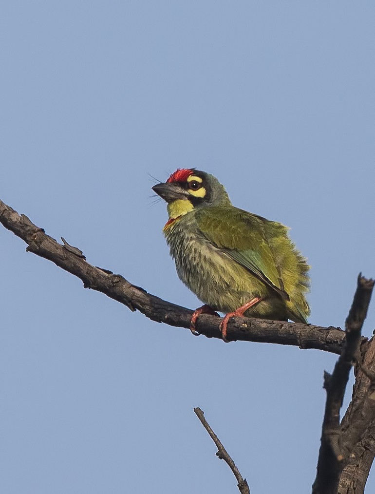 Coppersmith Barbet - ML204585131