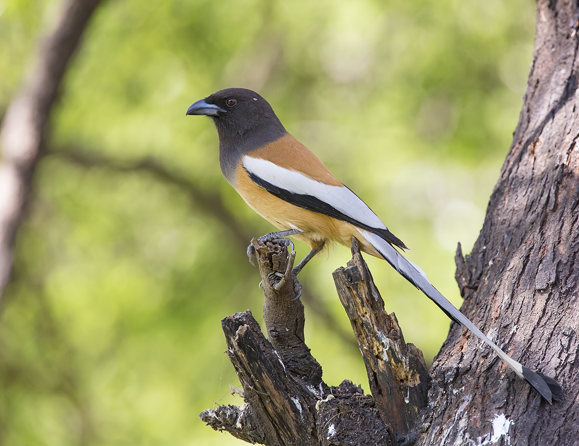 Rufous Treepie - ML204585211