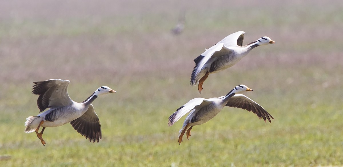 Bar-headed Goose - Marco Valentini