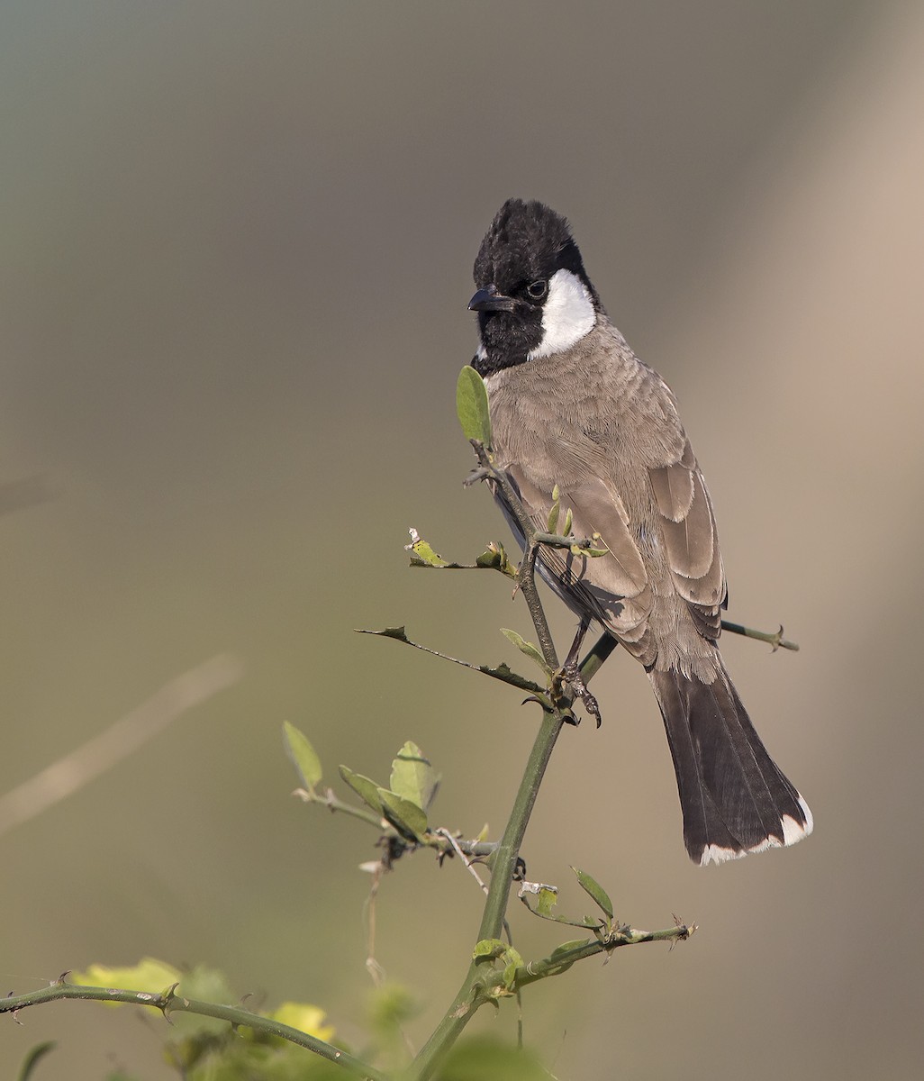 White-eared Bulbul - ML204585301