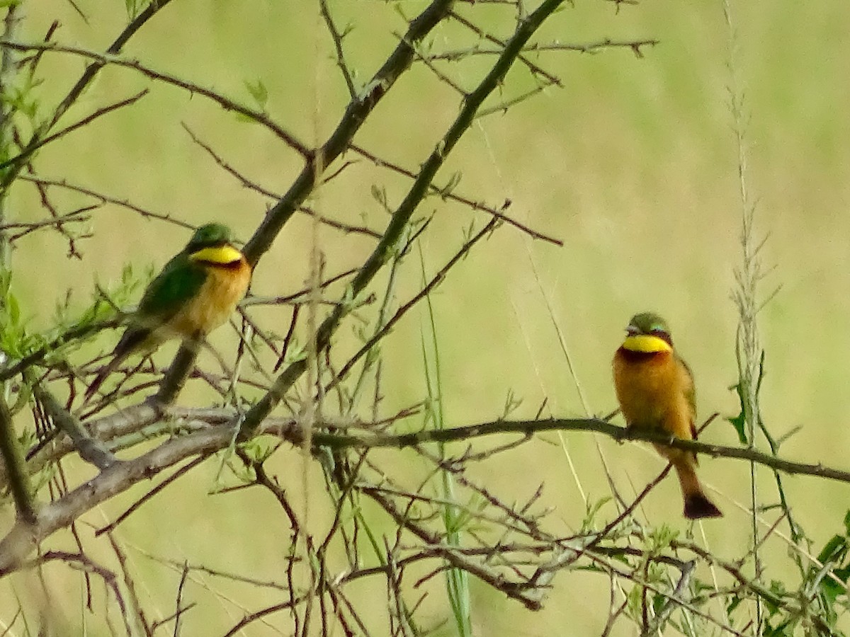 Little Bee-eater - ML20458531