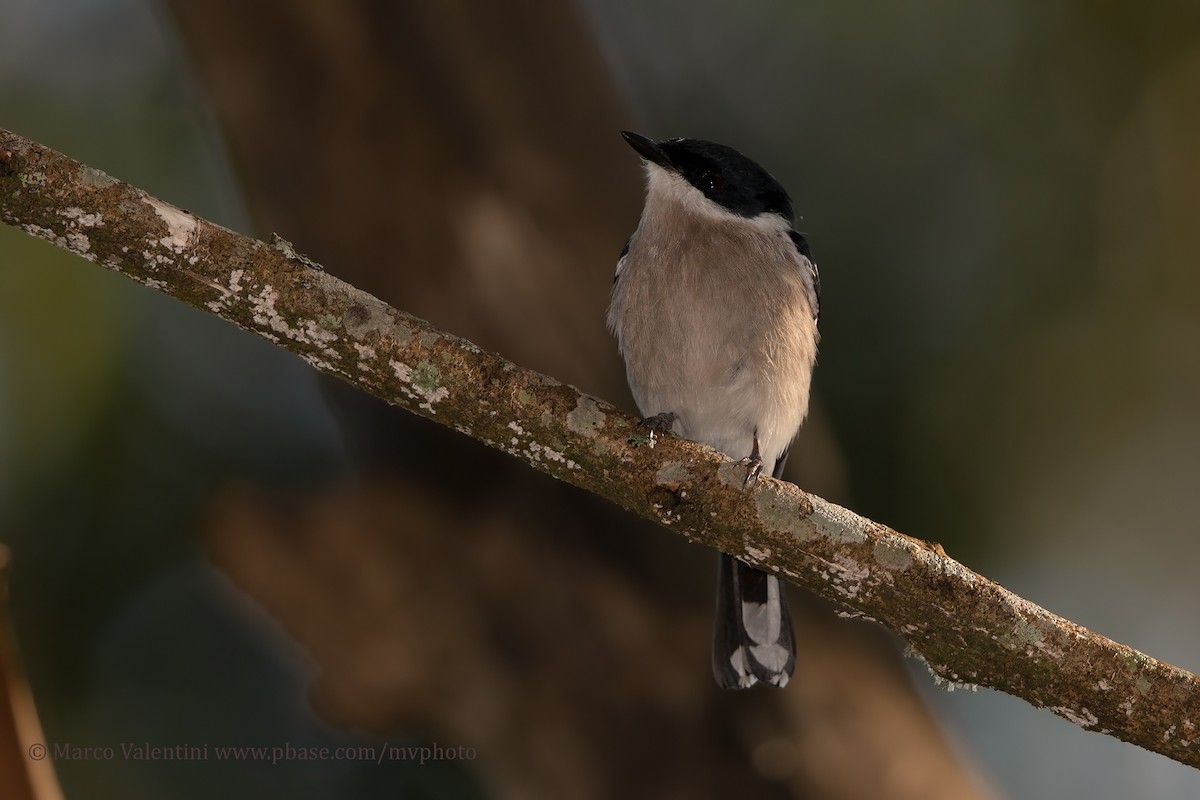 Bar-winged Flycatcher-shrike - Marco Valentini