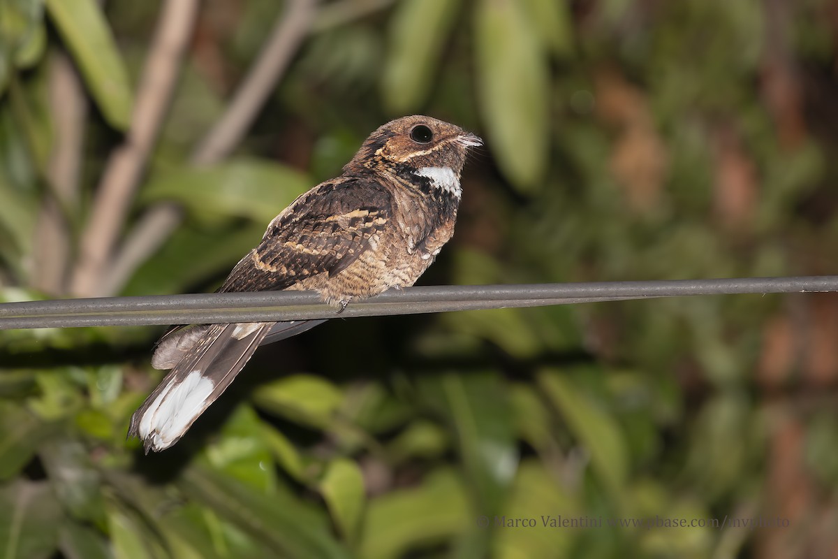 Jerdon's Nightjar - ML204585371