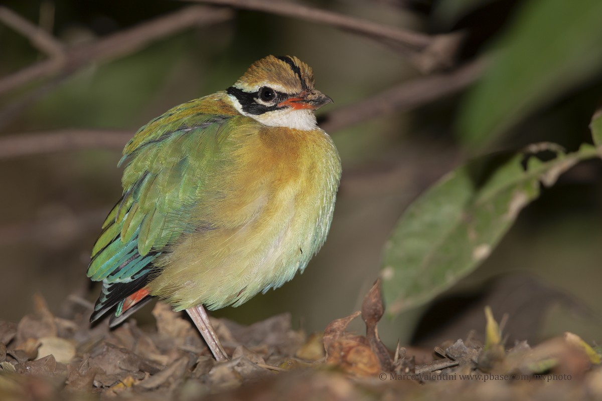 Indian Pitta - Marco Valentini