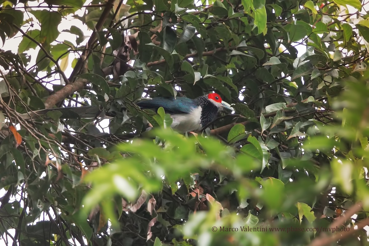 Red-faced Malkoha - Marco Valentini