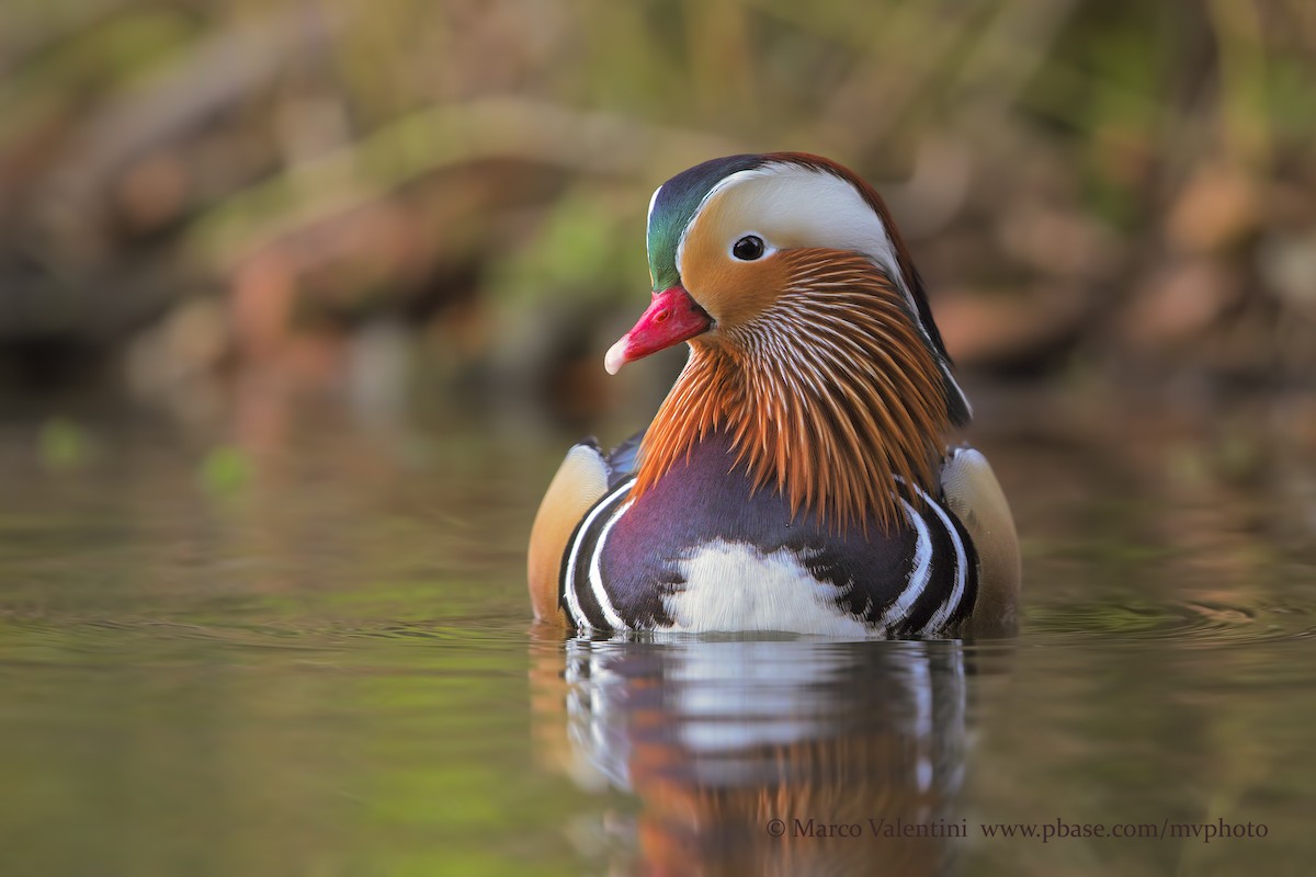 Mandarin Duck - ML204585541