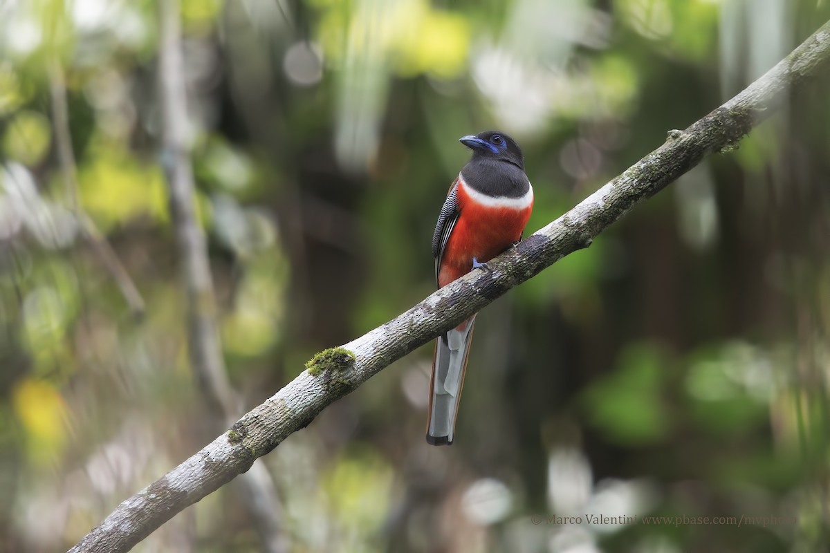 Malabar Trogon - ML204585781