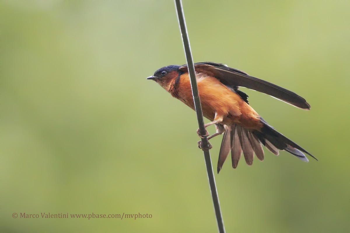 Sri Lanka Swallow - Marco Valentini