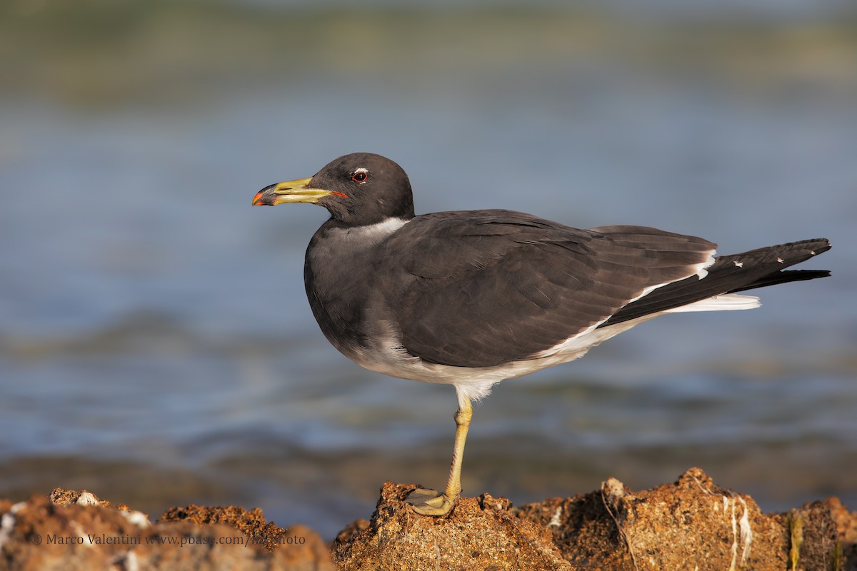 Sooty Gull - ML204585971