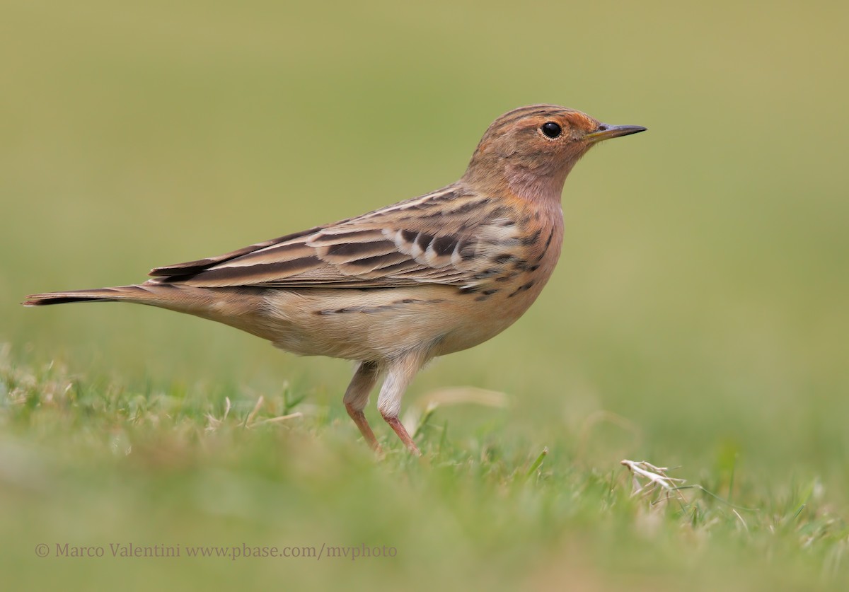 Red-throated Pipit - Marco Valentini