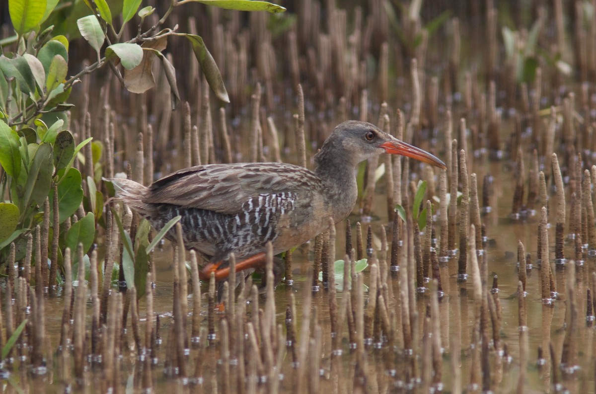 Mangrove Rail - Ken Havard