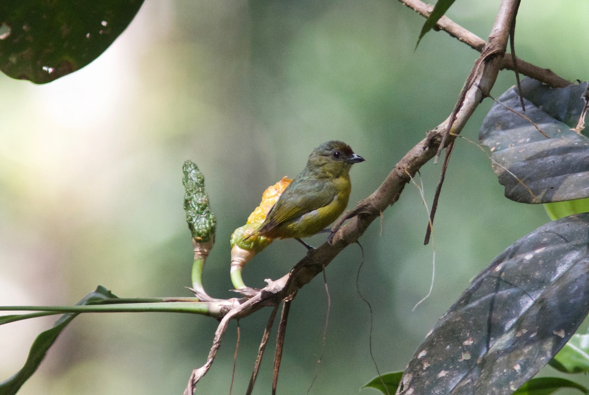 Olive-backed Euphonia - ML204586141