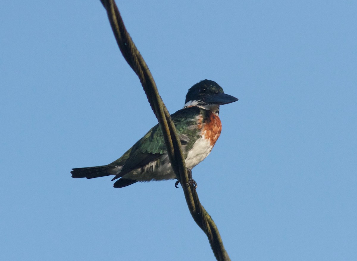 Amazon Kingfisher - ML204586271