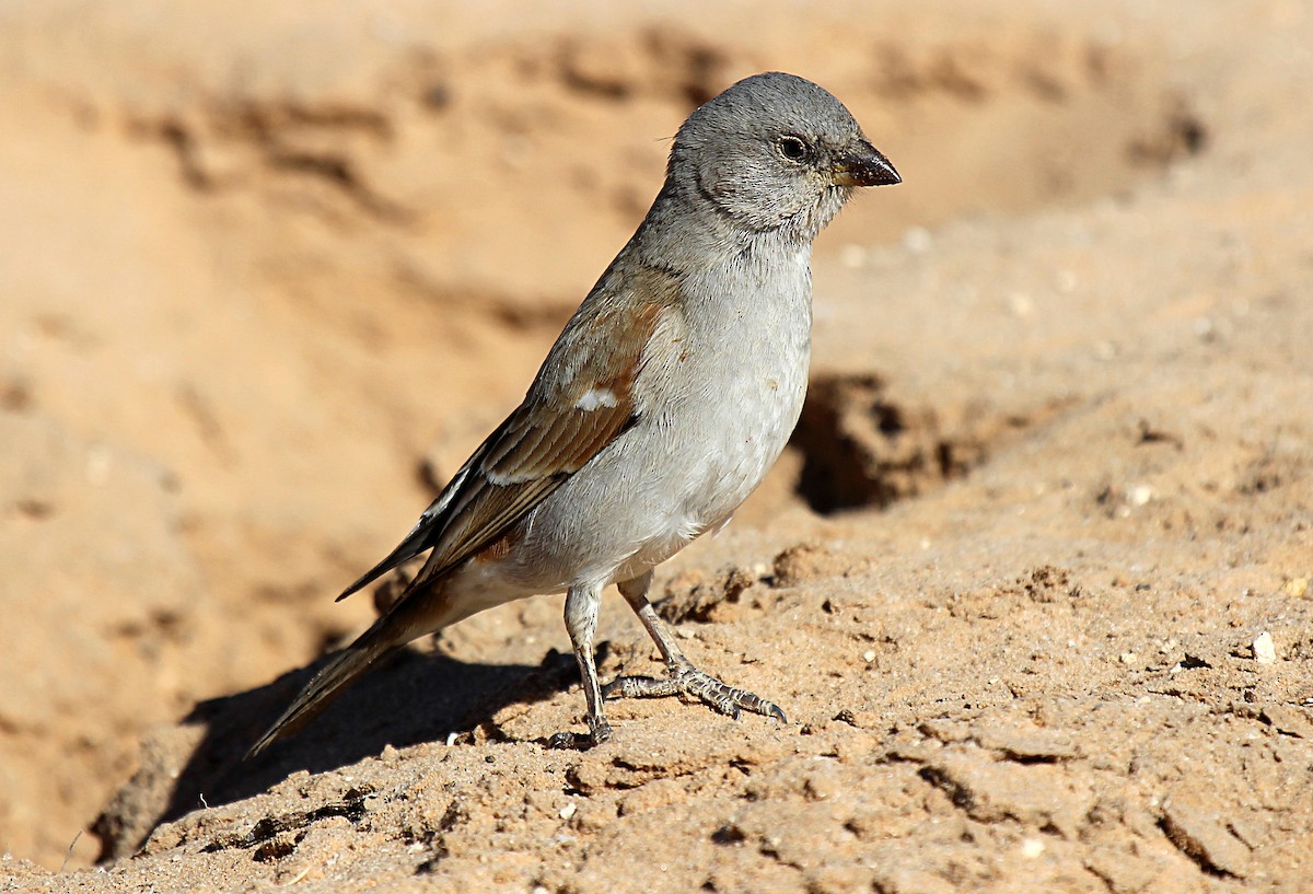 Southern Gray-headed Sparrow - Marco Valentini