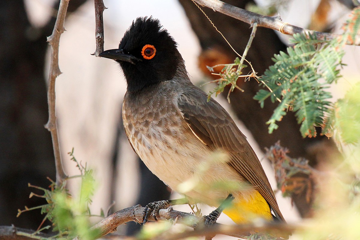 Black-fronted Bulbul - Marco Valentini