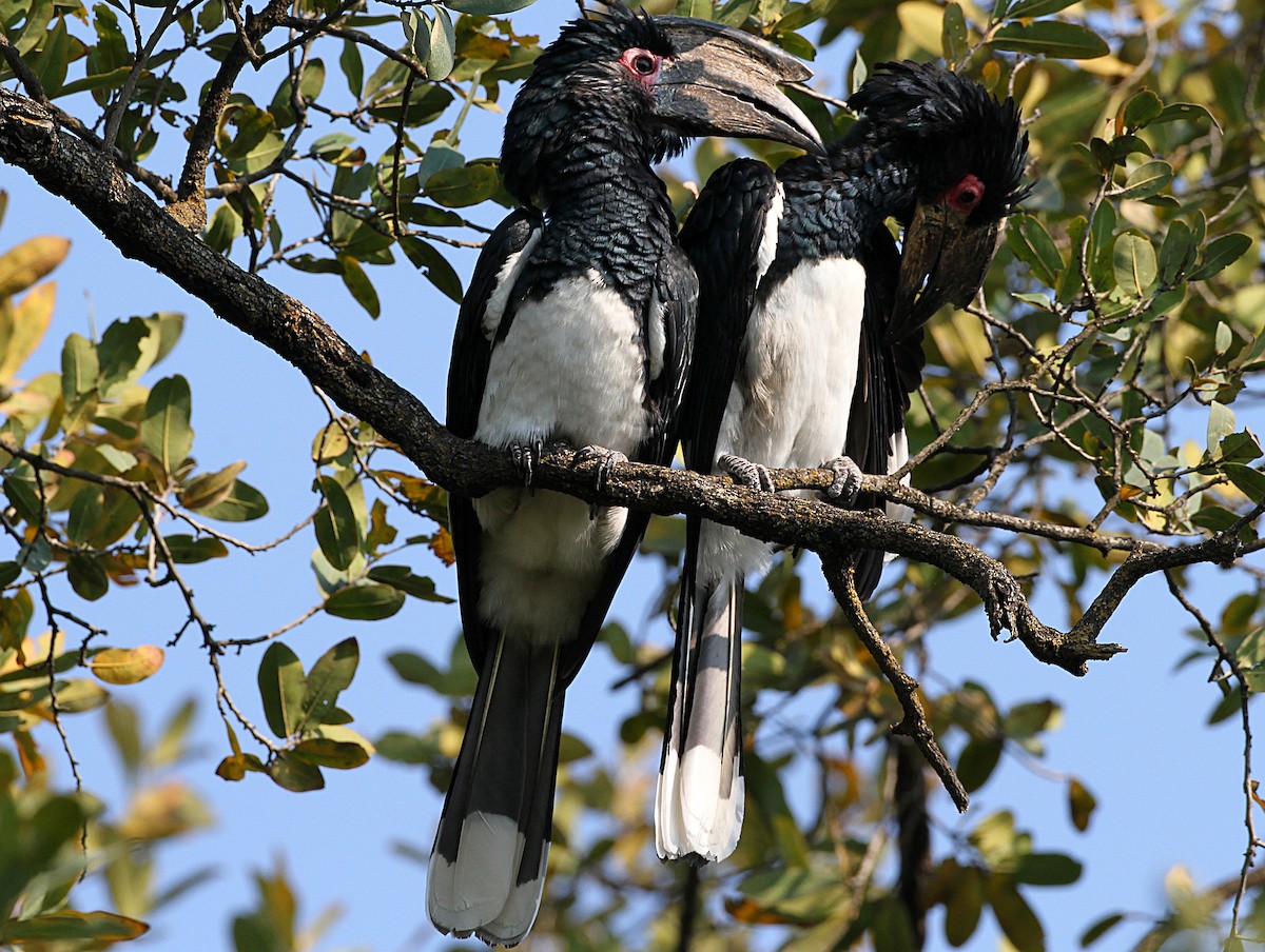 Trumpeter Hornbill - Marco Valentini