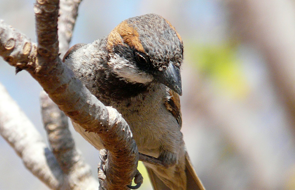 Socotra Sparrow - ML204586791