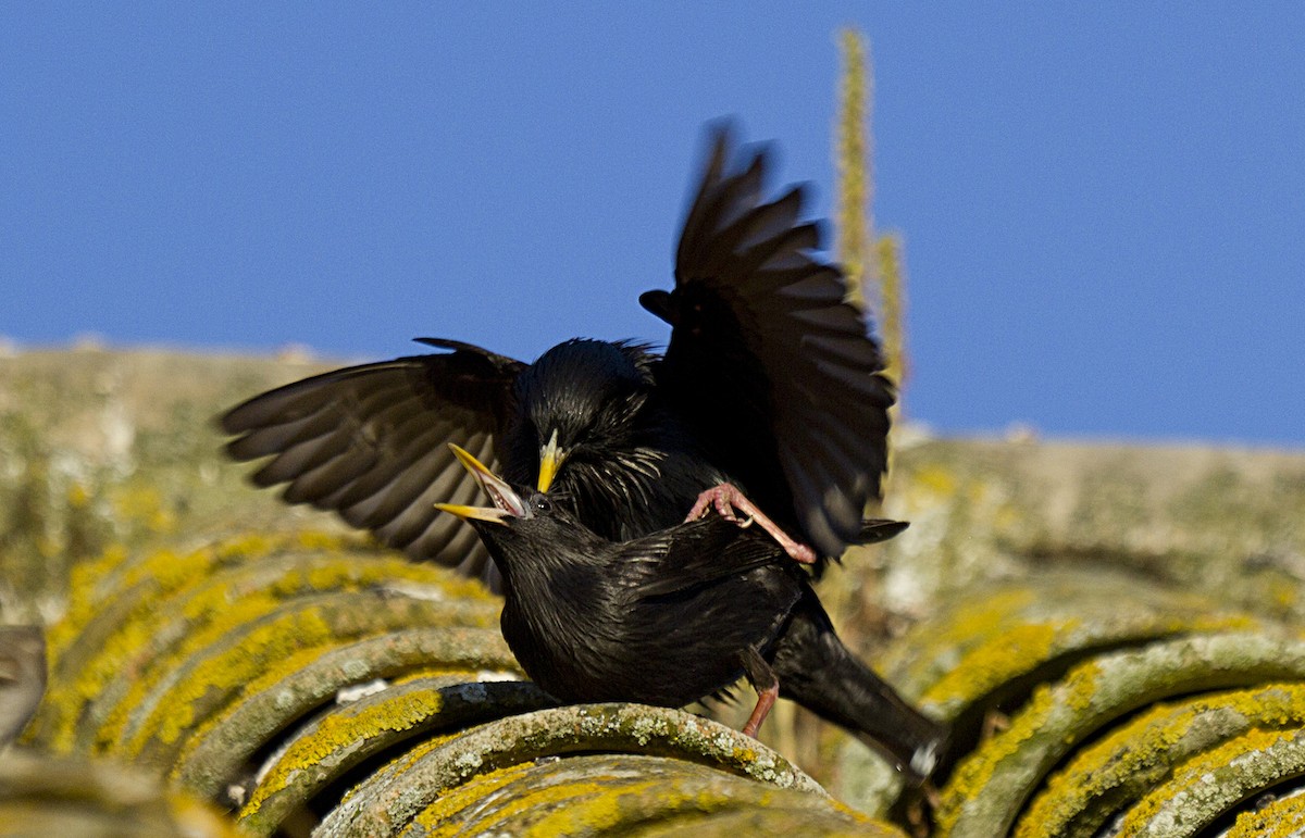 Spotless Starling - ML204587141